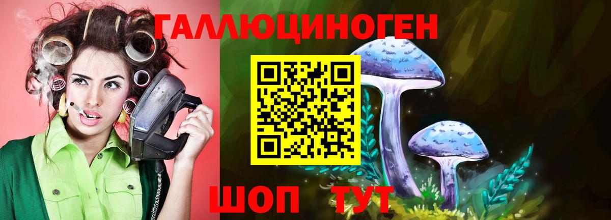 Галлюциногенные грибы Psilocybine cubensis Асино